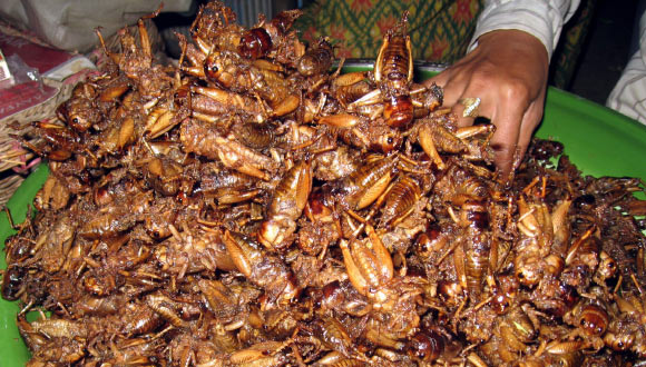Comer insectos en tailandia. Grillos.