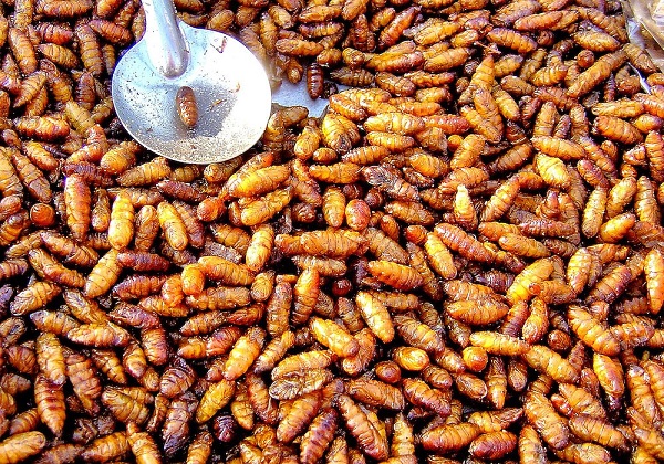 Larvas gusanos de seda fritas