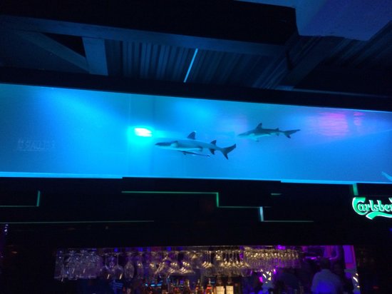 Tiburones en Beach Club KL.