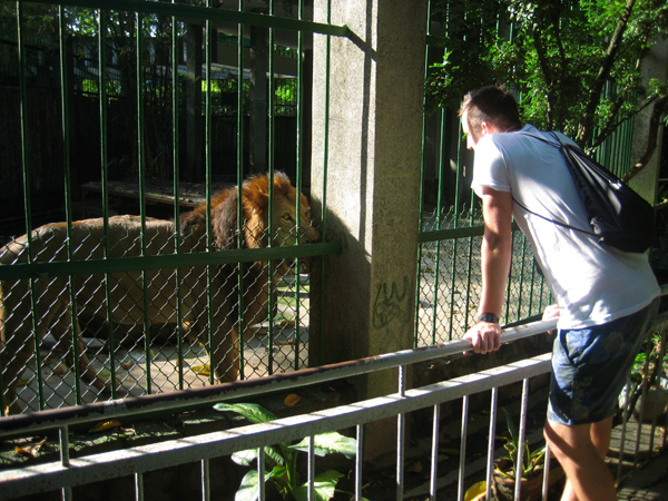 Zoo de Saigón. Leones