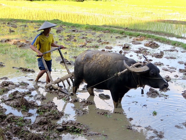Bufalo de agua. Laos