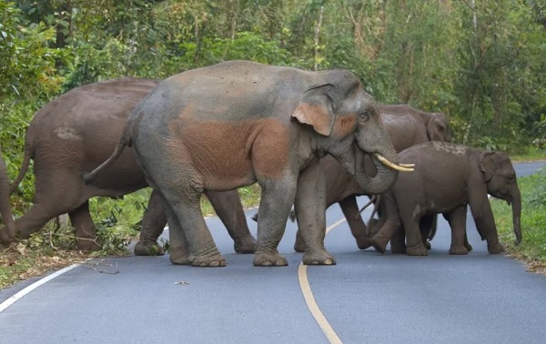 Elefantes en Khao yai