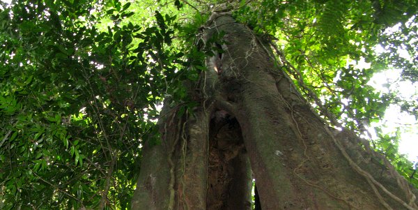 grandes árboles en Isla de Ko kut, Tailandia
